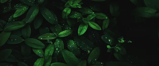 Water Drops