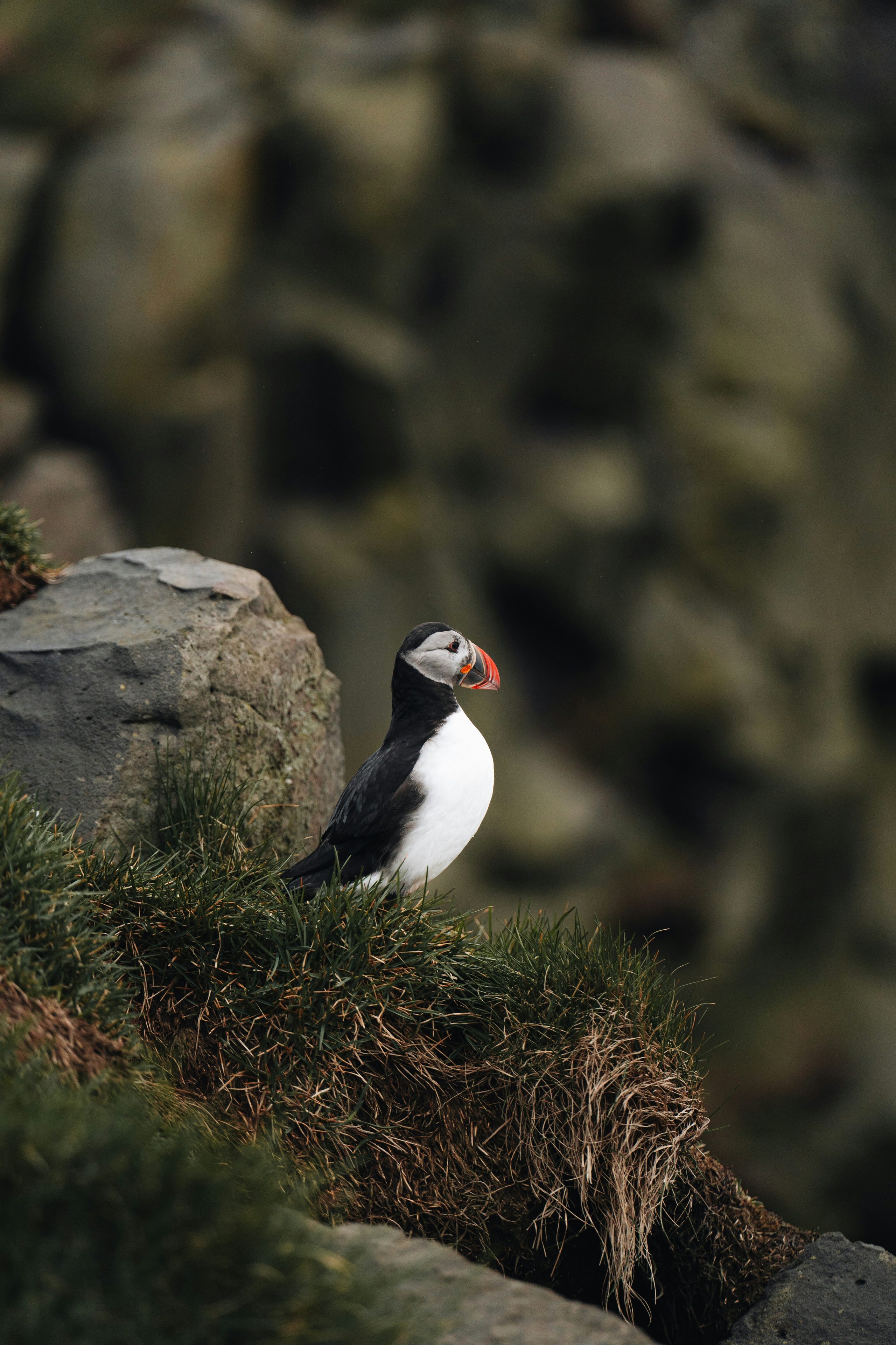 Anime Bird Wildlife Cliff