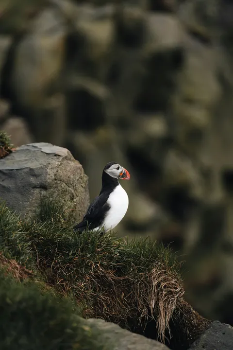 Anime Bird Wildlife Cliff