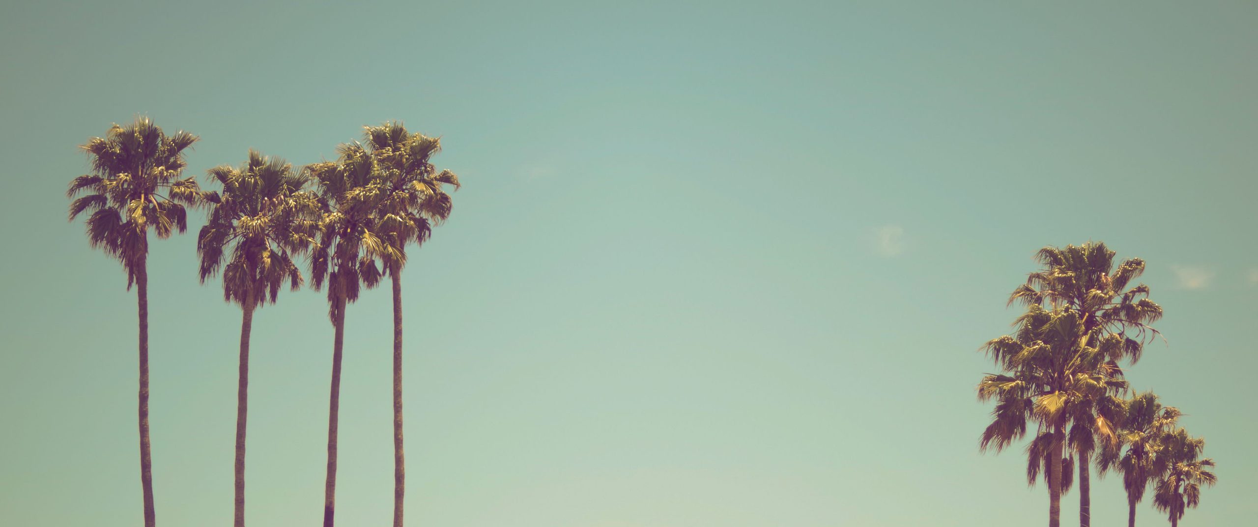 Palm Trees