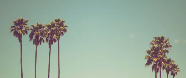 Palm Trees