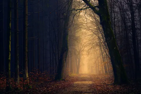 Autumn Forest Sunset Nature