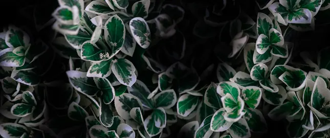 Nature Pattern