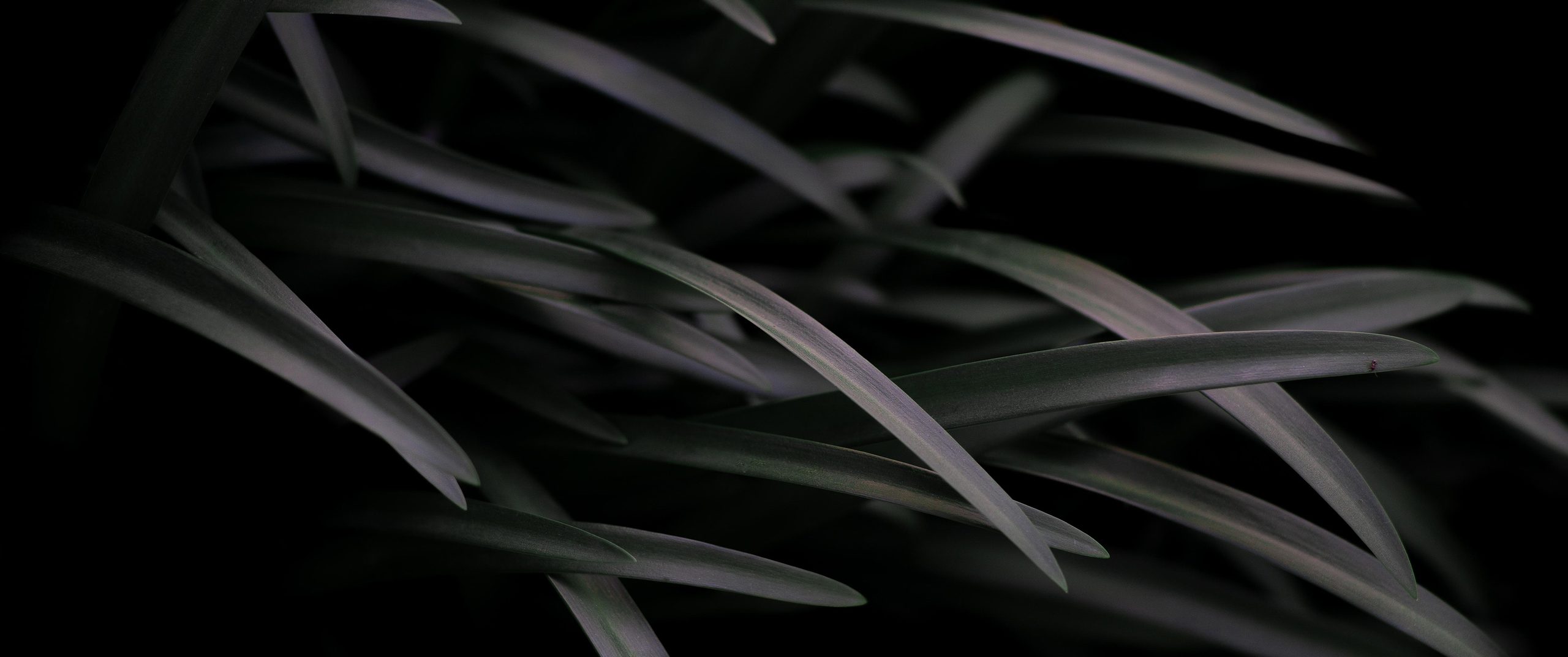 Close Up
