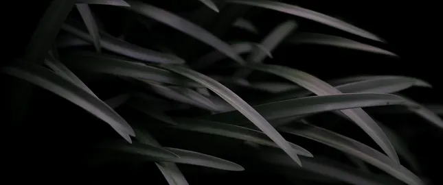 Close Up