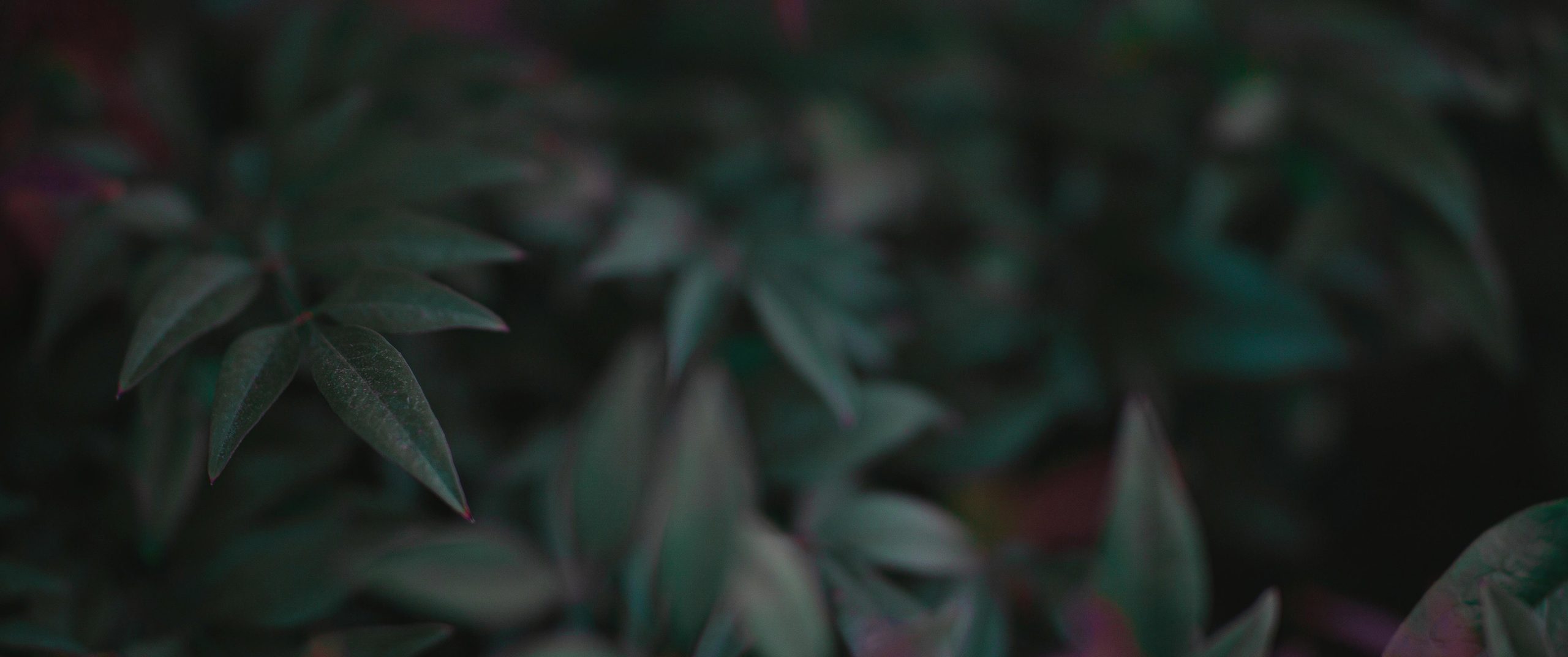 Close Up