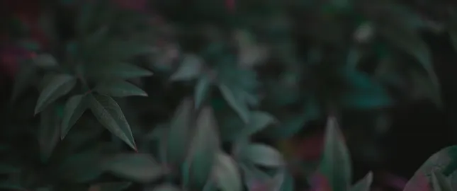 Close Up