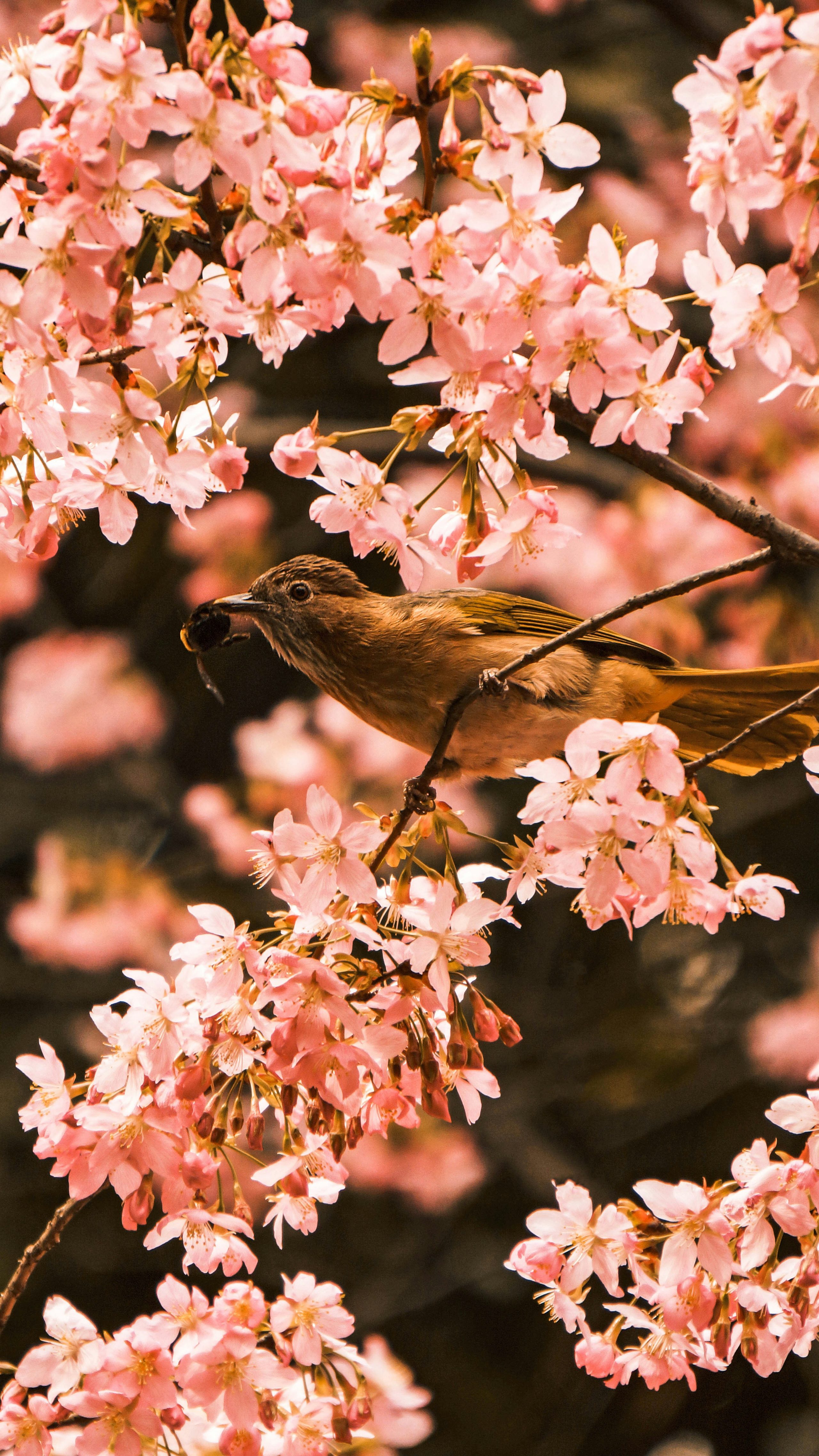 Animal Bird Wildlife Flowers