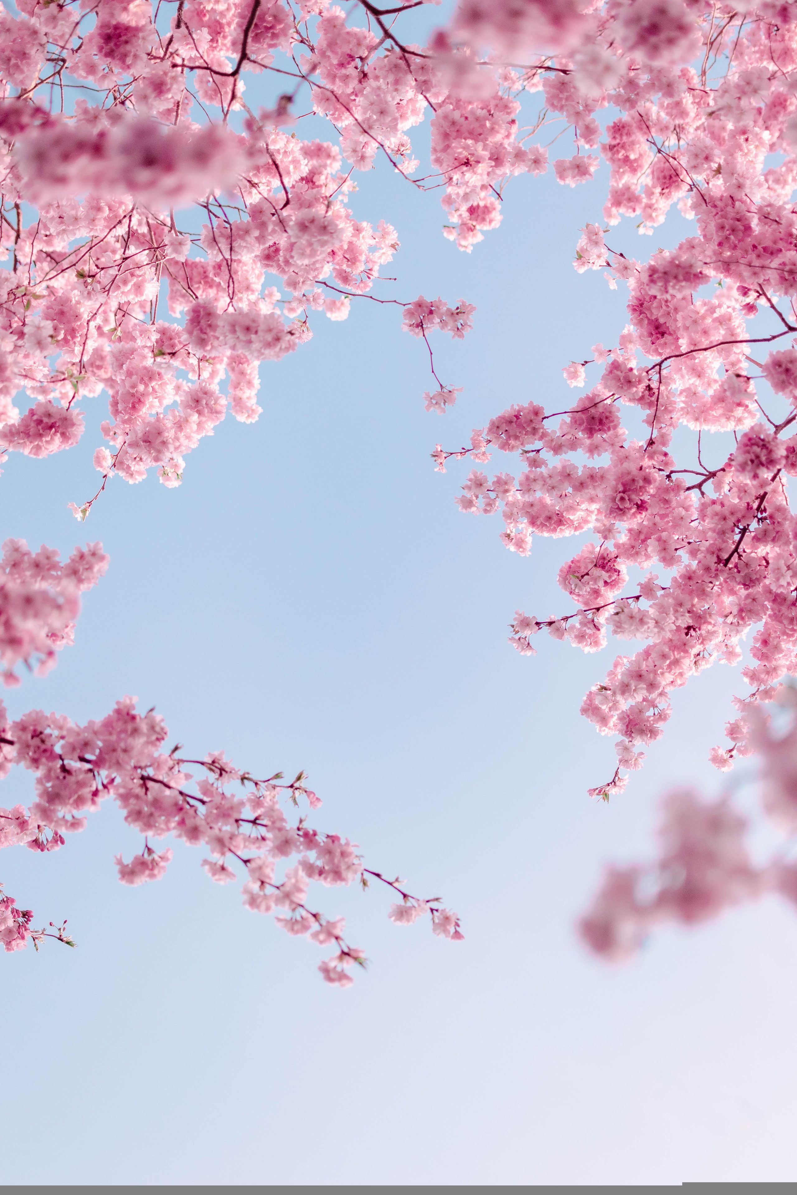 Cherry Blossoms