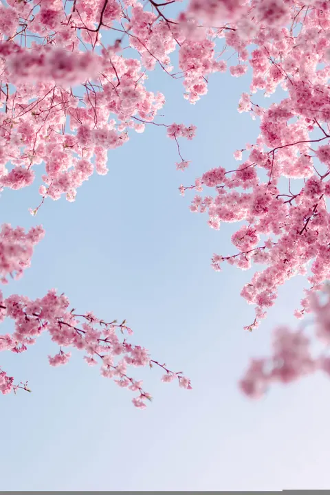 Cherry Blossoms
