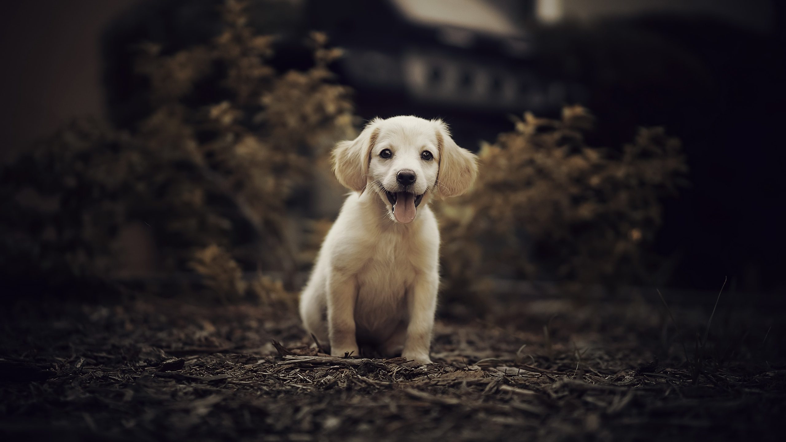 Dog Animal Puppy Pet