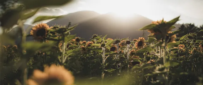 Flowers Landscape