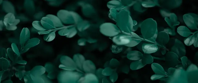 Close Up
