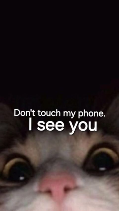 Cute Cat Funny Words