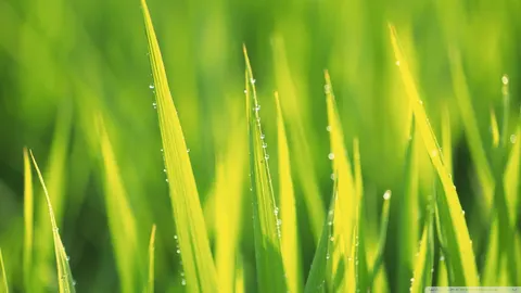 Water Drops