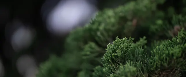 Nature Green