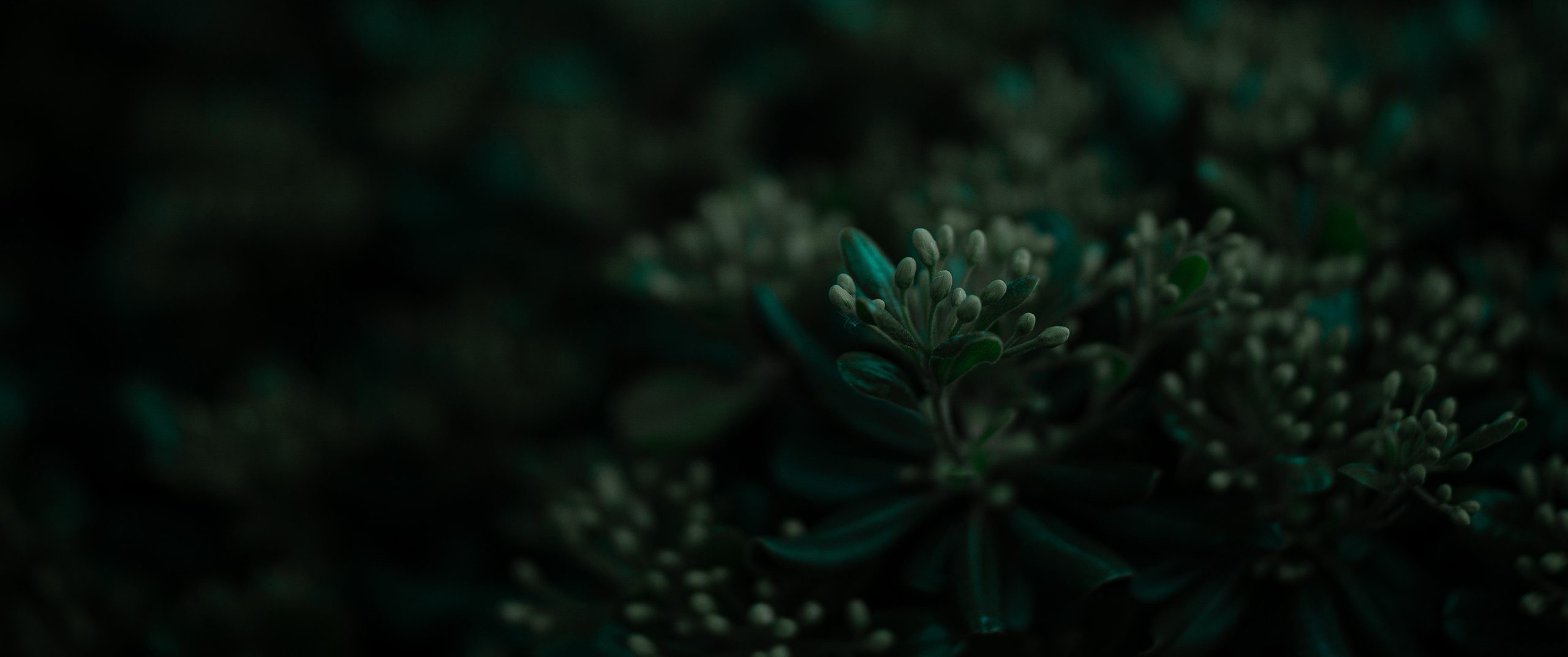 Nature Green