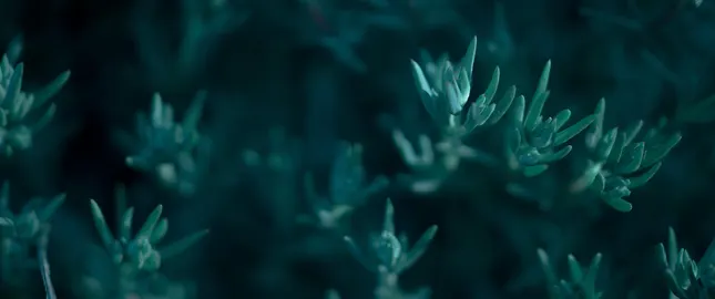 Close Up