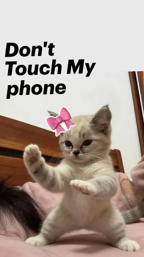 Funny Cat