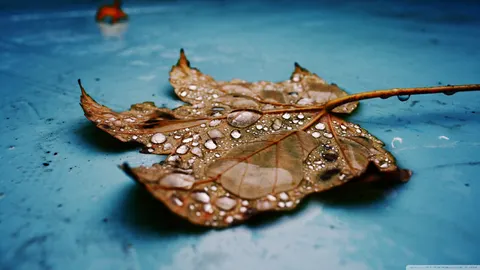 Leaves Dew Autumn